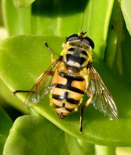 Réf. 217 386 : Myathropa florea